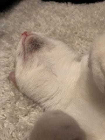 Traces noires sur le menton du chat problème