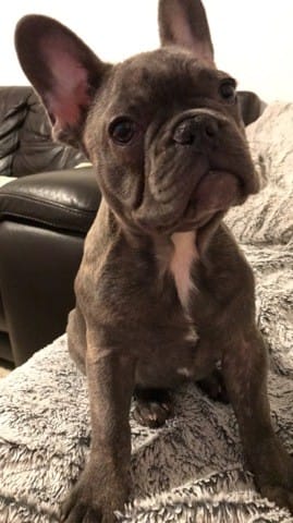 Mon bouledogue français refuse de sortir