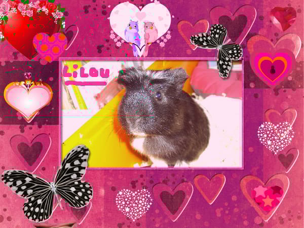 Photos de mes animaux !