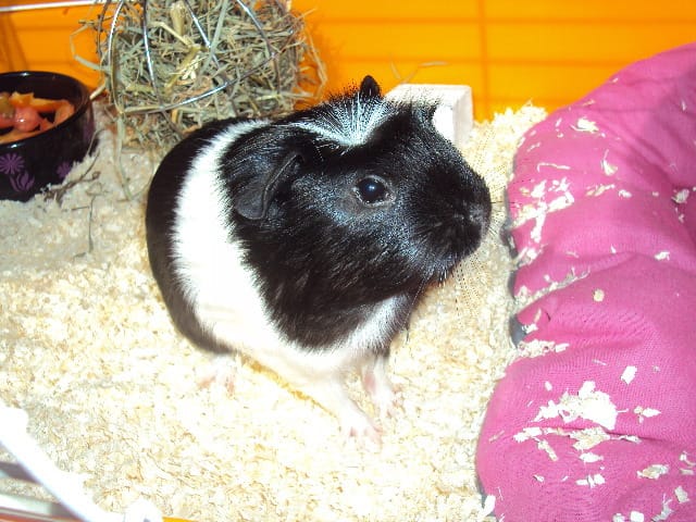 Nouvelles photos de Lilou (enclos...)