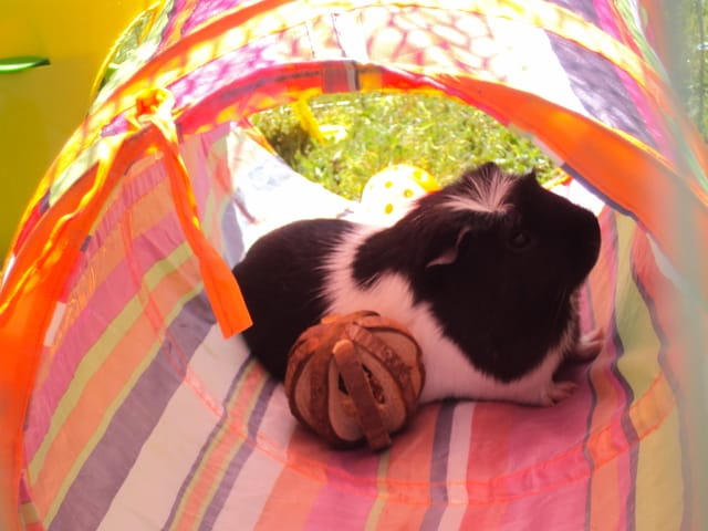 Nouvelles photos de mon cochon d'Inde Lilou :)