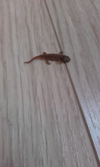 Trouver bebe reptile dans une boîte de Cressons
