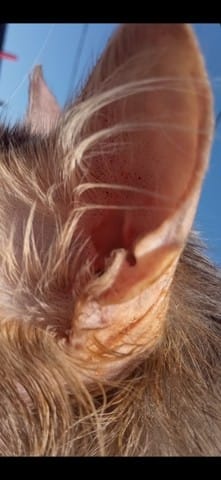 audez moi des points noirs dans le pavillon