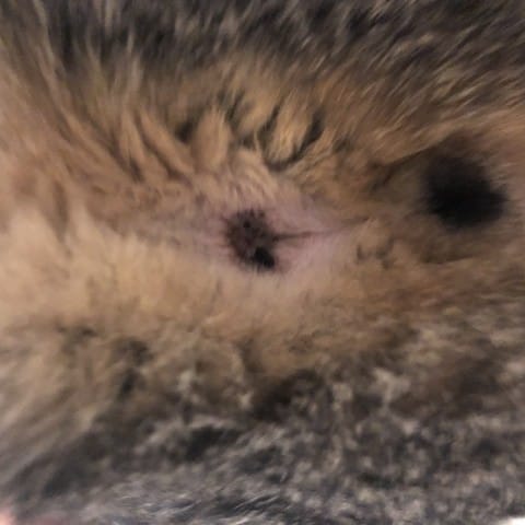 Chose collée à l’anus de mon chat