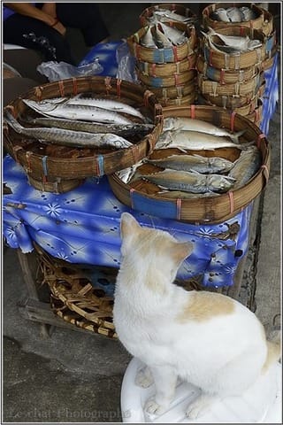 Le Chat va photographier les chats d'Asie