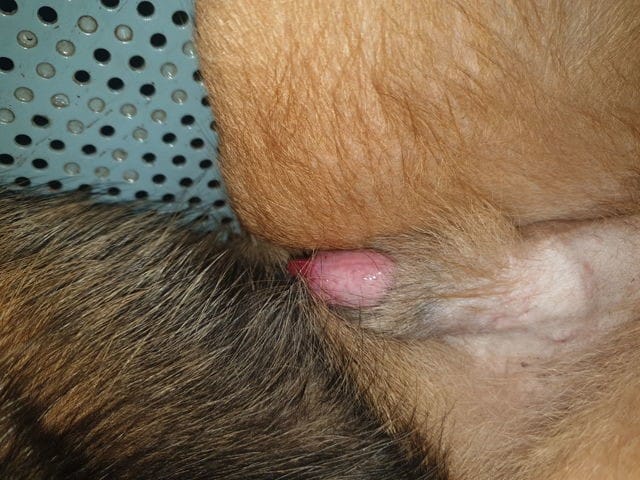 Mon chien a le bout du pénis rouge.