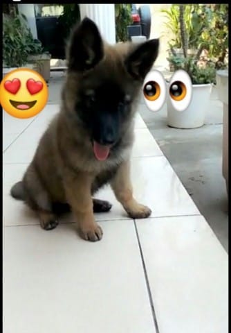 mon chiot de 2 mois à la parvovirose