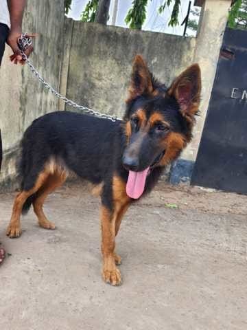 Accoupler un chien de 7mois pose problème ?