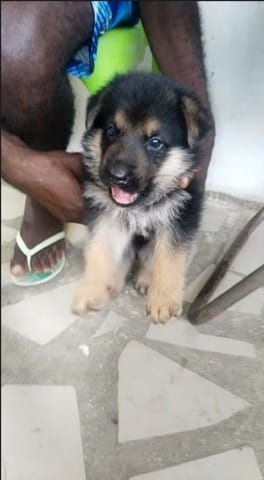 Chiot berger allemand poil long ou court?