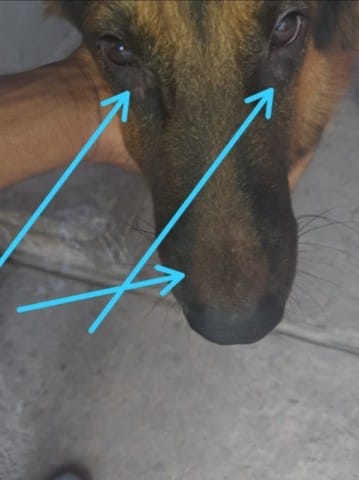 Connaître la Maladie de mon chien