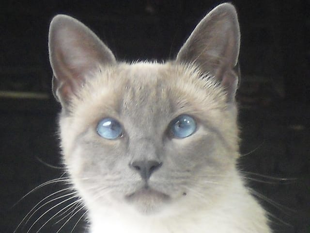 Comment trouvez vous mon chat ?