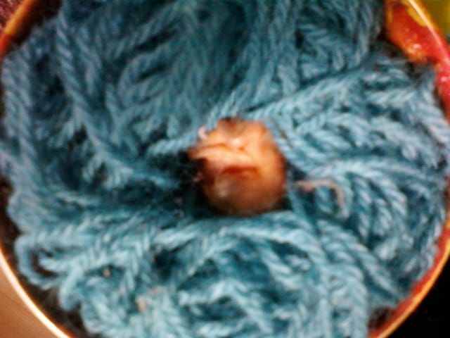 Urgent oisillon d'environ 4 jours retrouver dans mon jardin que faire ?