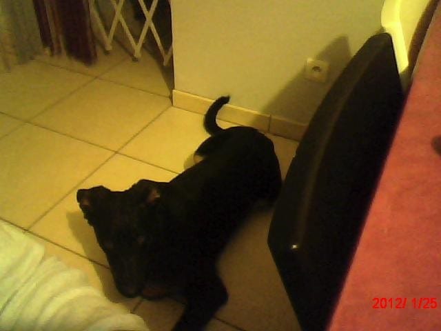 mon chien saute ! que faire ?