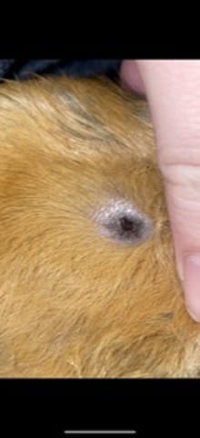 Parasites cochon d’Inde ?