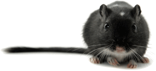 Comment Appriivoiser Sa Gerbiille Pour se qui ne savent pas : 1er Partie