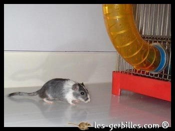 Comment Appriivoiser Sa Gerbiille Pour se qui ne savent pas : 2e Partie