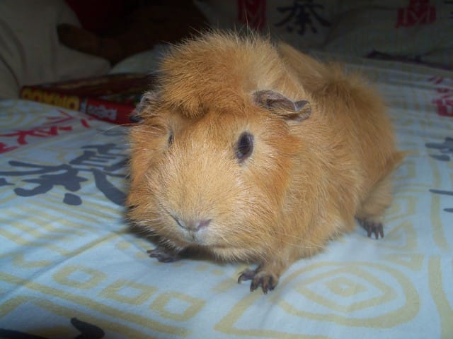 Mon cochon d'inde a peur de sortir de la cage