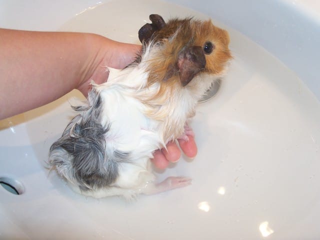 Questions sur le toilettage du rongeur