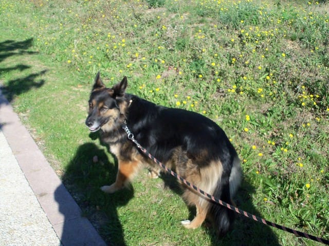 Je vais peut être faire de l'agility avez-vous des conseils ?