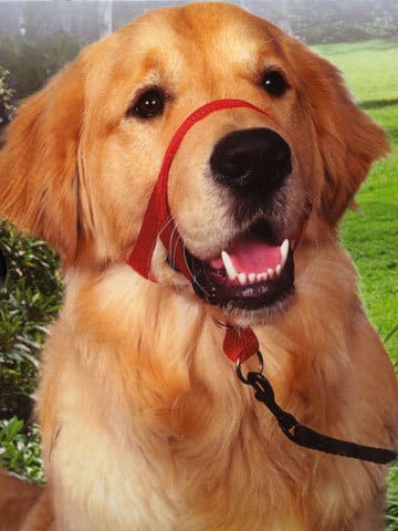 Le Halti pour chien est-il dangereux ?