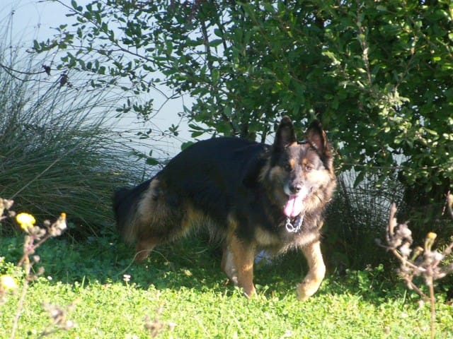 Pensez - Vous que ma chienne va aimer l'agility ??