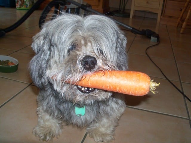 Mon Chien est végétarien !