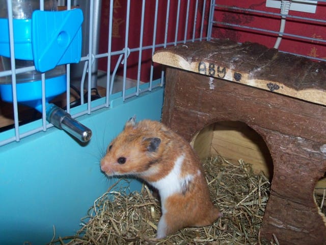 Est-il important de sortir son Hamster tout les jours ?