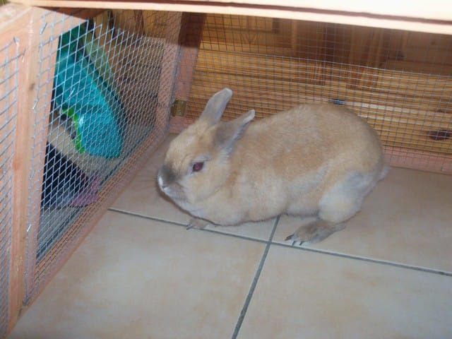 6/7 ans est-ce vieux pour un lapin ?