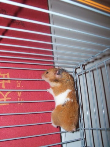 Peut-on mettre un hamster dans une cage a cochon d'inde ?