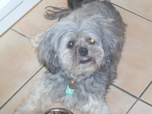 Mon chien a 16 ans déjà !!