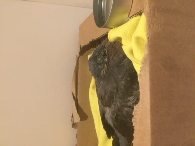 Conseils pour jeunes pigeons recueillis, URGENT