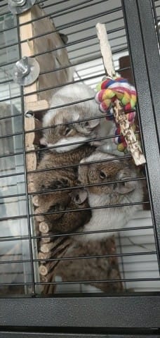 Octodons pas très affectueux