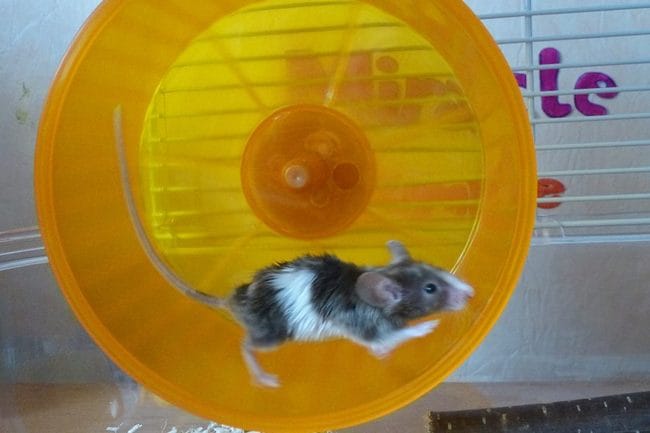 Ma souris malade !