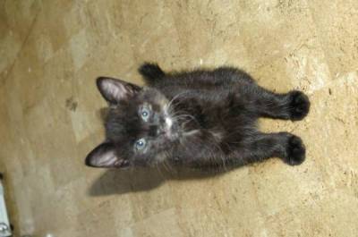 Nom chaton