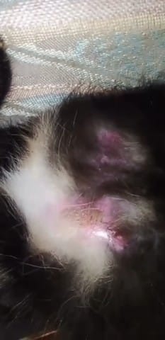 Nala 1an bientot a une grave boule niveau des mamelles