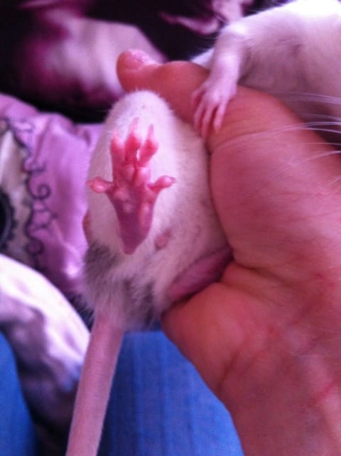 Ma rate a des pattes bizarres ?