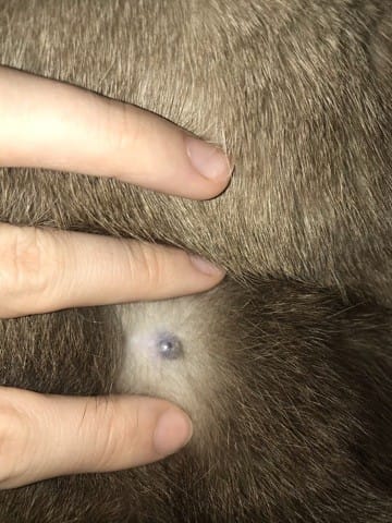 Mon chat a une boule sur le ventre Aidezz moii