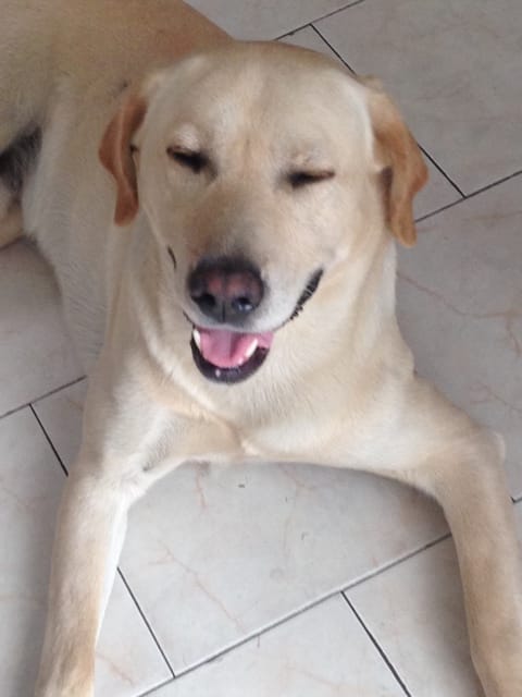 Truffe de mon chien decoloree !