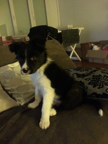 Chiot ne fait plus sur ses tapis éducatifs