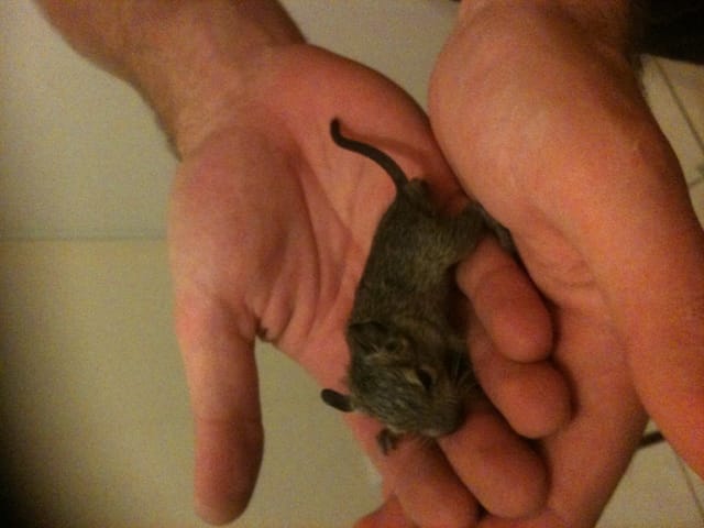 bébé octodon à adopter