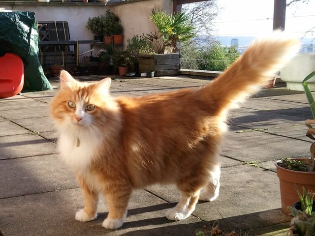 chat qui retourne à son ancienne maison