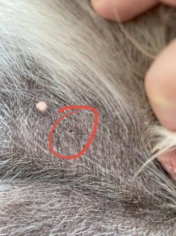 Interrogation, bouton ?