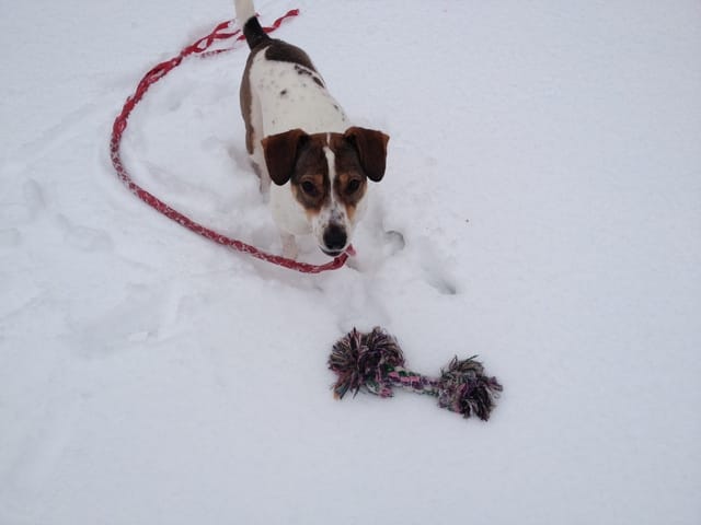 Album photos [Dans la neige]