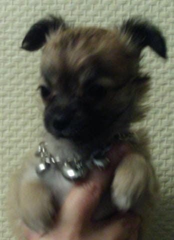 Masque noir Chihuahua