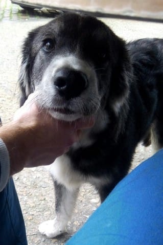 De quelle race est ce chien ?