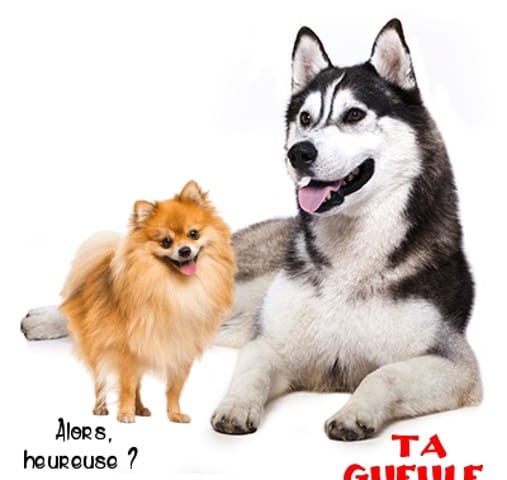 Question idiote pomsky