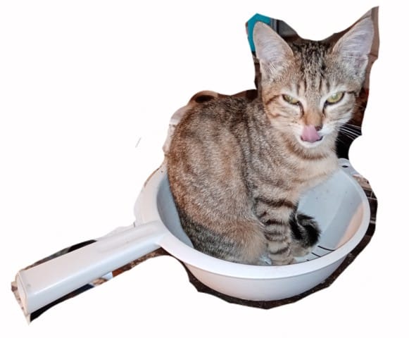 Mon chat est un vrai "plat de nouilles"