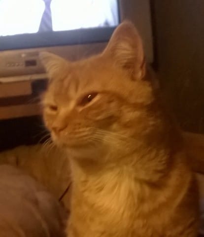 Bonne nuit, petit Dagobert.