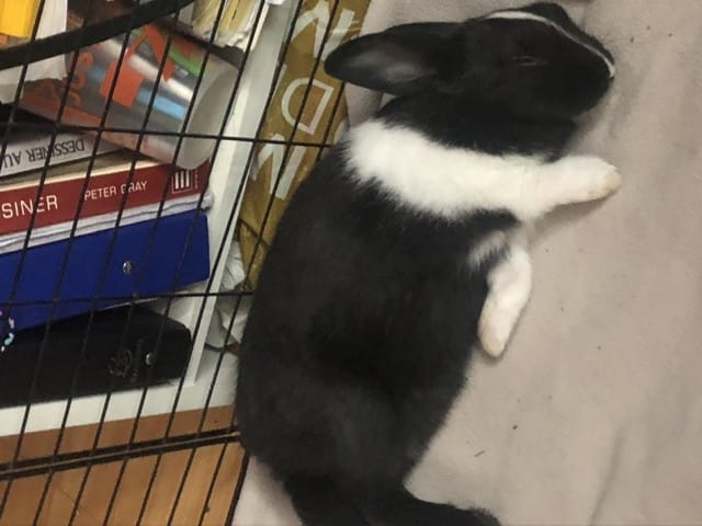 Lapin qui ronge les barreaux