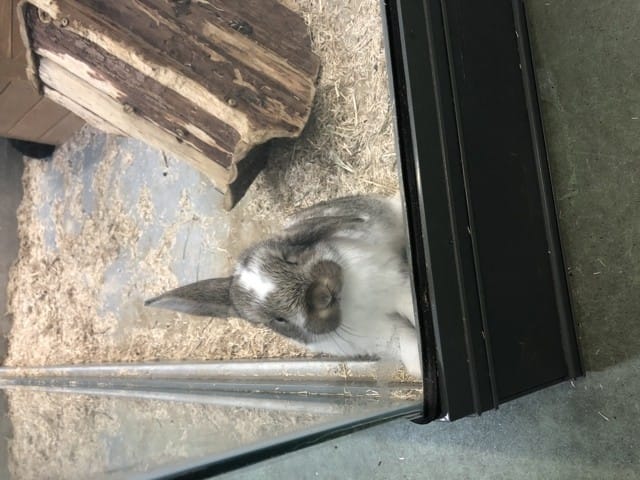 Adoption lapin en animalerie